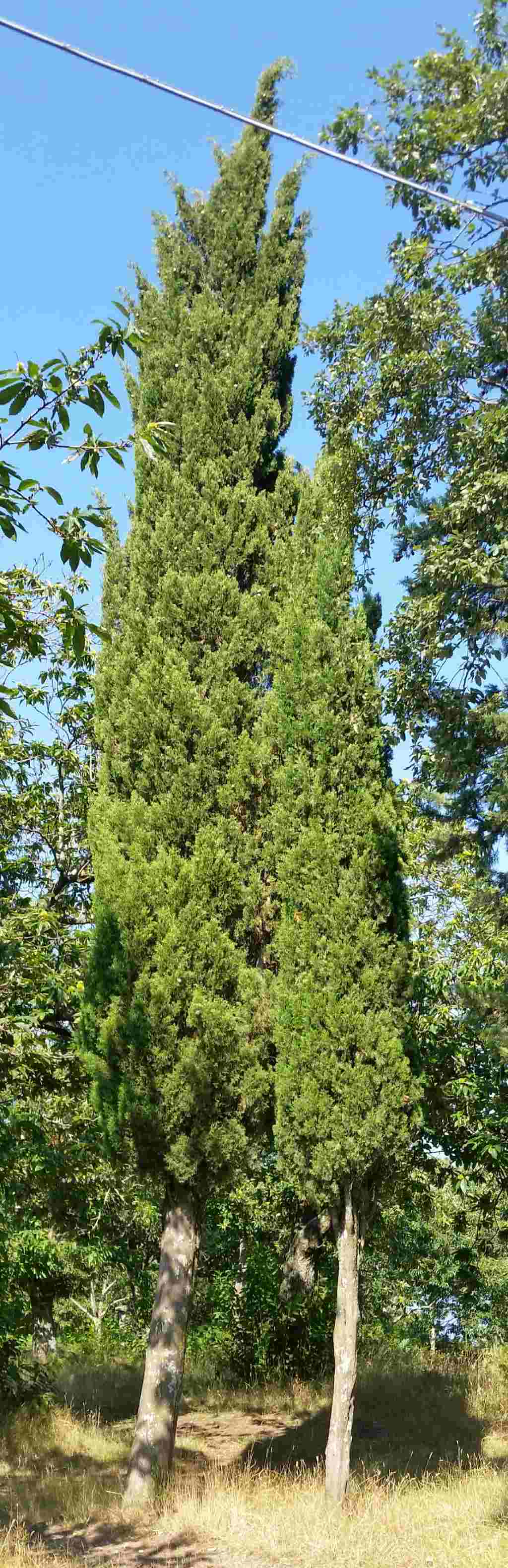 Cupressus sempervIrens ?